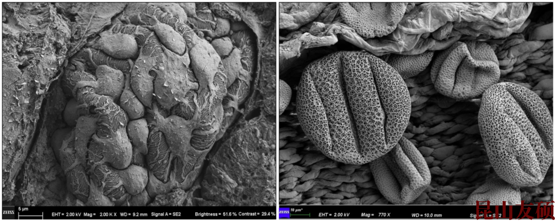 宿州扫描电子显微镜