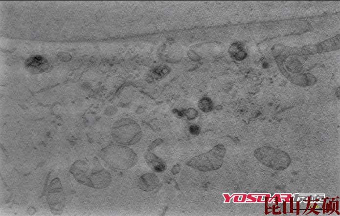 宿州蔡司双束电镜